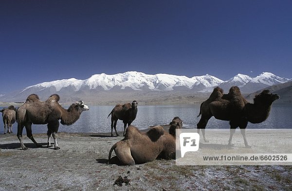 Camels On Lake Shore  Majestic Mountain Range In Background