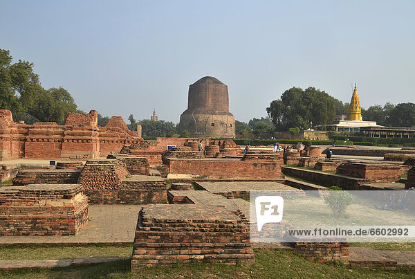 Buddhist pilgrimage destination  historical site of the Dhamekh Stupa  Deer Park of Isipatana  Sarnath  Uttar Pradesh  India  South Asia  Asia