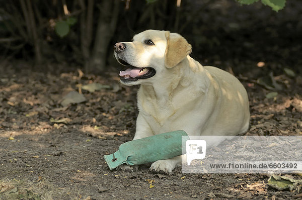 Blonder Labrador Retriever liegt auf Boden mit Dummy auf den Pfoten