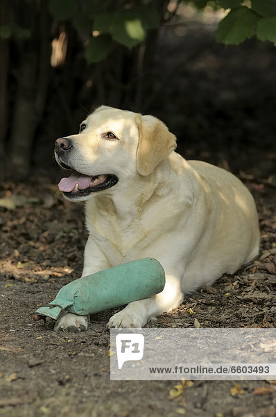 Blonder Labrador Retriever liegt auf Boden mit Dummy auf den Pfoten
