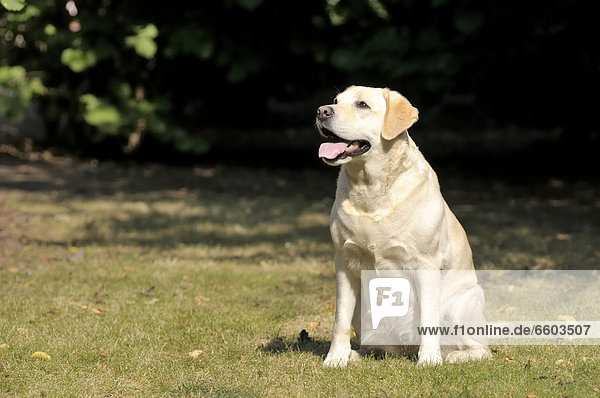 Blonder Labrador Retriever sitzt auf Wiese