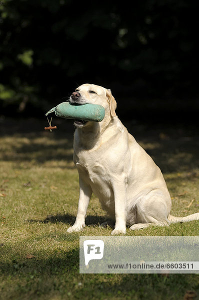 Blonder Labrador Retriever mit Dummy im Fang
