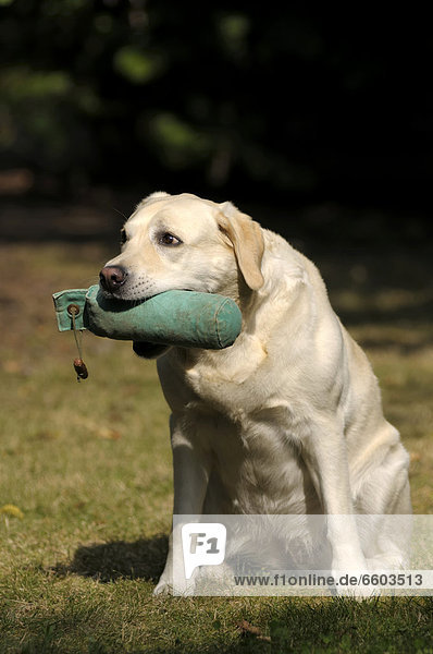 Blonder Labrador Retriever mit Dummy im Fang