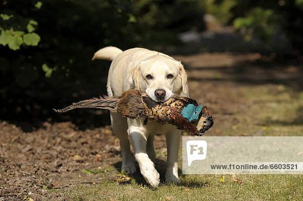 Blonder Labrador Retriever mit Fasanendummy im Fang