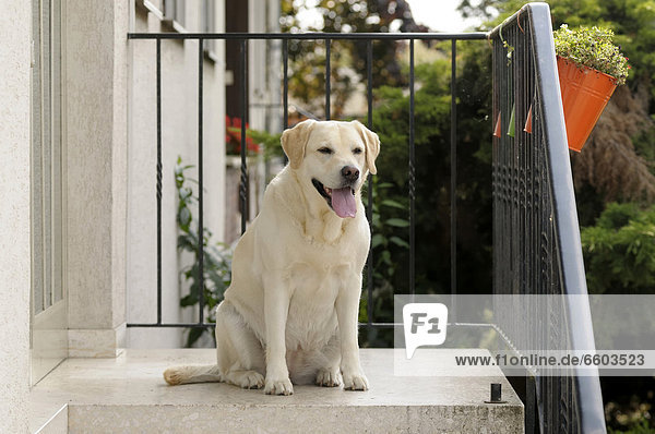 Blonder Labrador Retriever sitzt vor Hauseingang