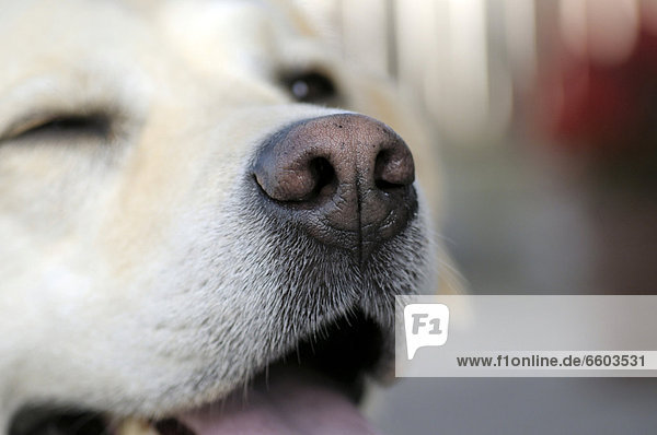 Hundenase, blonder Retriever