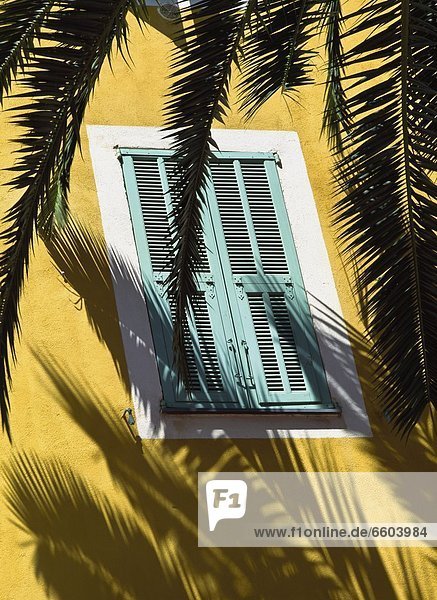 Window With Closed Shutters Behind Palm Leaf  Close Up