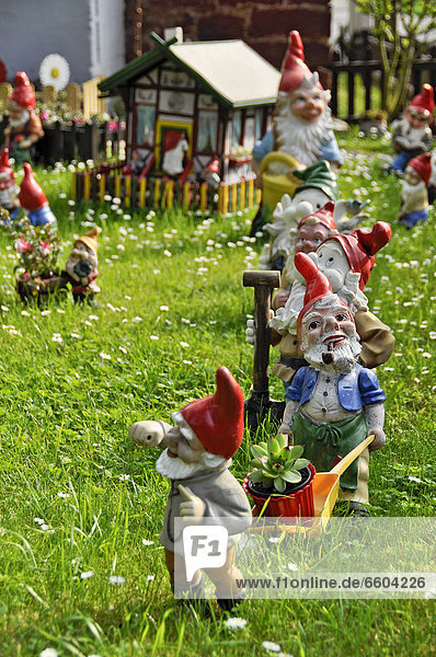 Garden gnomes the Seven Dwarfs on a lawn Bueches near Buedingen Hesse Germany Europe PublicGround