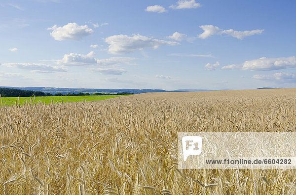 Gerstenfeld  Gerste (Hordeum vulgare)  bei Nürnberg  Bayern  Deutschland  Europa