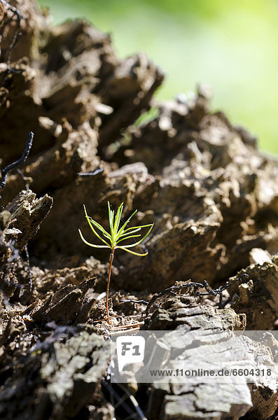 Kiefernsämling  Gemeine Kiefer  Rotföhre  Weißkiefer  Forche (Pinus sylvestris)  wächst auf Baumstamm
