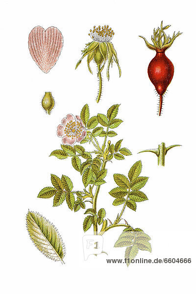 Weiche Rose (Rosa mollis)  Heilpflanze  historische Chromolithographie  1796