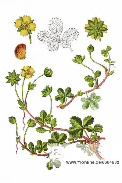 Kriechendes Fingerkraut  auch Kriechender Gänserich (Potentilla reptans)  Heilpflanze  historische Chromolithographie  1796