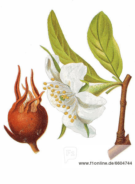 Mispel oder Echte Mispel (Mespilus germanica)  Heilpflanze  historische Chromolithographie  ca. 1796