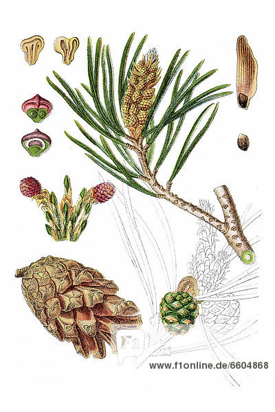 Waldkiefer  auch Gemeine Kiefer  Rotföhre  Weißkiefer (Pinus sylvestris)  Heilpflanze  historische Chromolithographie  ca. 1796