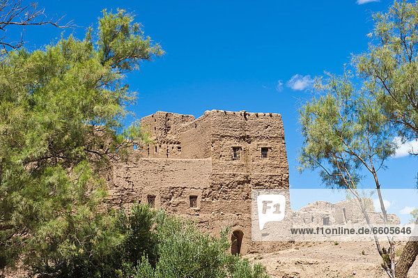 Verfallende  von Bäumen umgebene Kasbah  aus Stampflehm errichtet  Tighremt  Wohnburg der Berber  unteres Dadestal  Straße der Kasbahs  Südmarokko  Marokko  Afrika