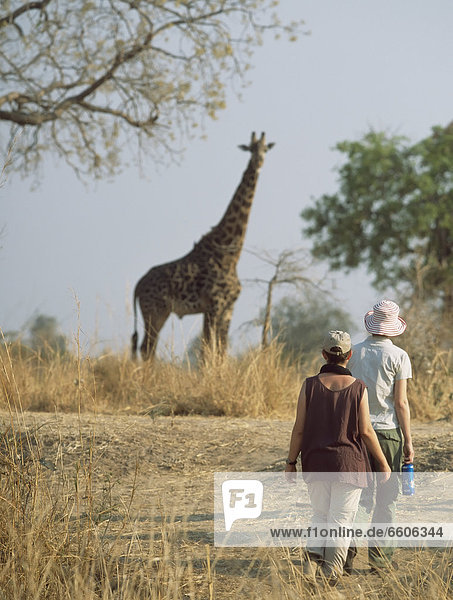 Giraffe  Giraffa camelopardalis  Frau  sehen  gehen  Safari