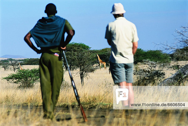Giraffe  Giraffa camelopardalis  sehen  gehen  Safari