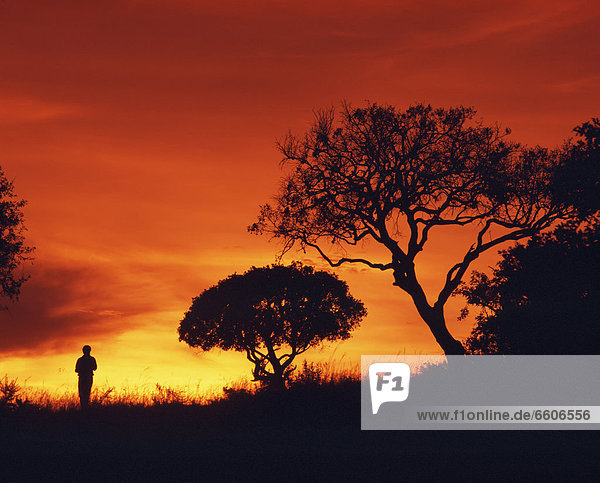 Silhouette Of Walker Standing Next To Acacia Tree At Sunset