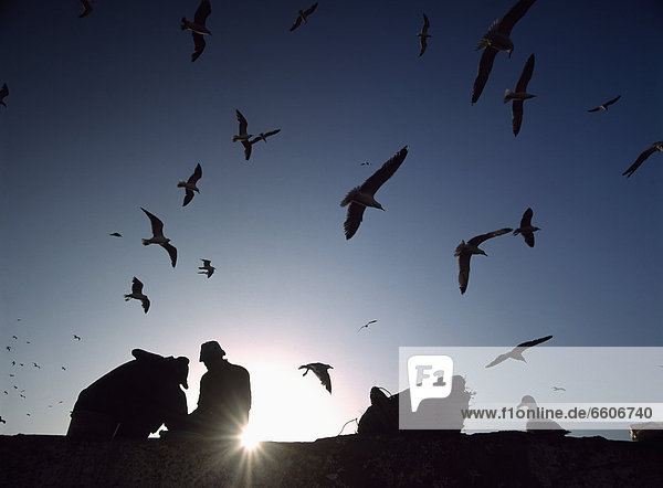 Silhouette Of Fish Gutters And Seagulls At Dusk Beside The Fishing Port