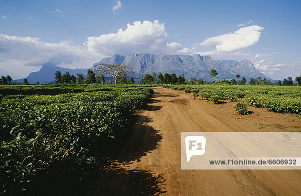 Spur  rennen  schmutzig  Berg  Plantage  Tee