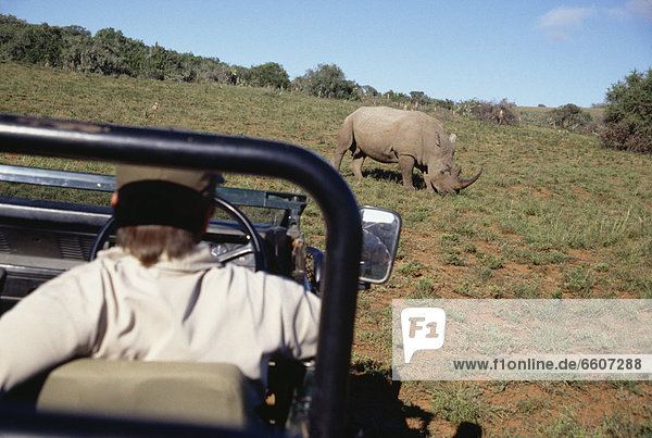 Man In Safari Jeep Looking At A Rhinoceros