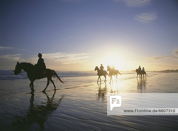 nebeneinander neben Seite an Seite Mensch Menschen Strand reiten - Pferd Büffel Bucht Abenddämmerung
