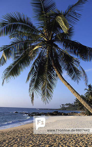 Palm Tree On Tangalle Beach