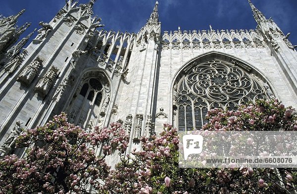 Milan's Duomo And Flowers  Low Angle View