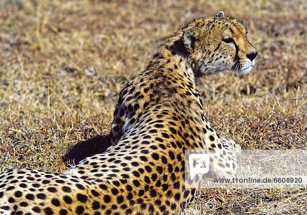 Cheetah Lying On Grass