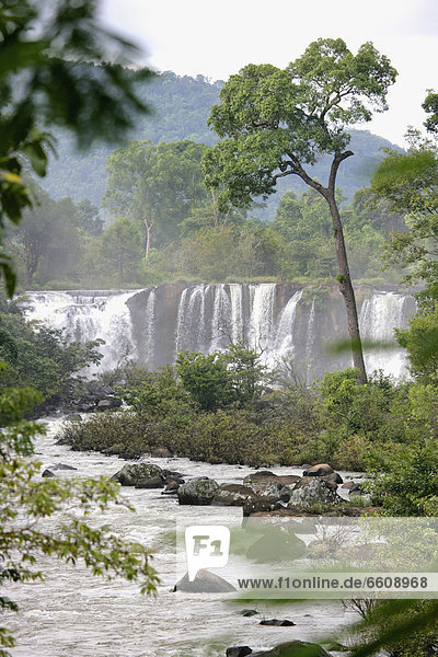 Baum Wasserfall
