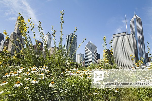 Meadow in Millennium Park  cityscape in background