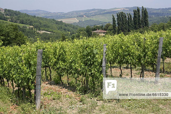 Vineyard On The Outskirts Of Radda In Chianti   A Beautiful Small Town And A Famous Region Known For Its Chianti Wine  In Tuscany. Italy. June. © Paul Quayle / Axiom 