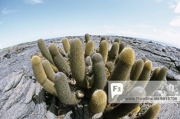 Pahoehoe Lava Field With Brachycereus Cactus  Punta Espinosa  Fernandina  Ecuador  Glapagos  © Guy Marks / Axiom