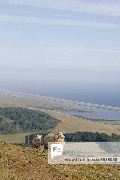 The Jurassic Coast  West Dorset