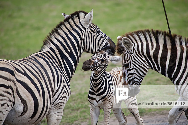 South Africa