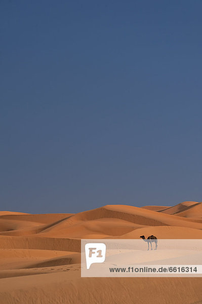 Merzouga  Morocco.