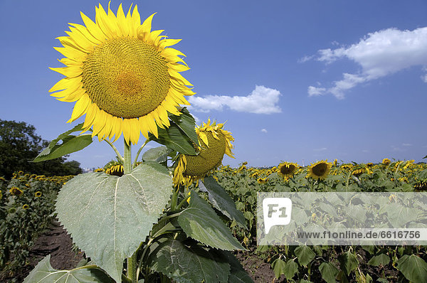 Sonnenblume (Helianthus annuus)  Sonnenblumenfeld  Odessa  Ukraine  Osteuropa  Europa