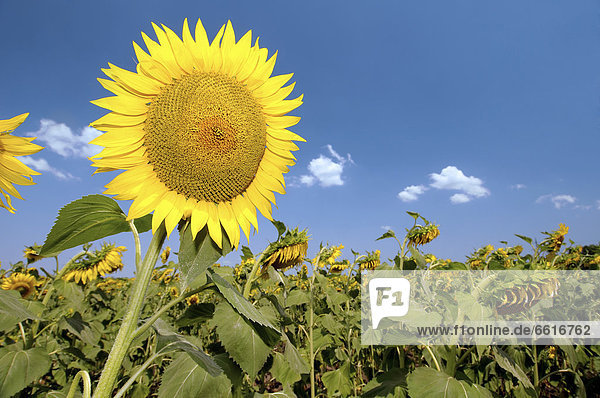 Sonnenblume (Helianthus annuus)  Sonnenblumenfeld  Odessa  Ukraine  Osteuropa  Europa