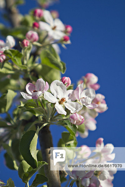 Blühender Apfelbaum (Malus sp.)