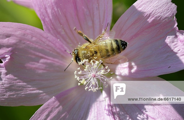 Honigbiene (Apis mellifera) sammelt Pollen auf Malvenblüte