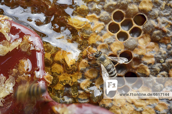 Naschende Biene (Apis mellifera) an geöffneten Honigzellen mit auslaufendem Honig nach Entfernen der Wachsdeckel mit Wachskamm