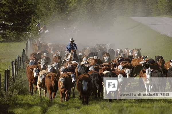 Cattle Herding