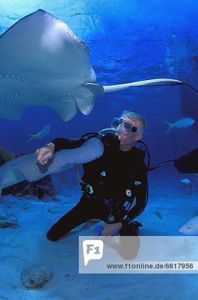 Scuba Diver On Ocean Floor With Sting Rays