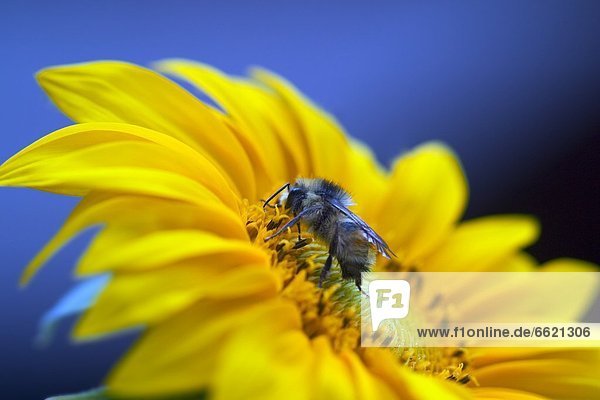 Sonnenblume  helianthus annuus  Biene