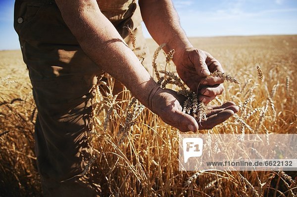 Farmer Holding Grain