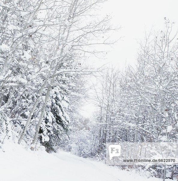 Winter Wonderland