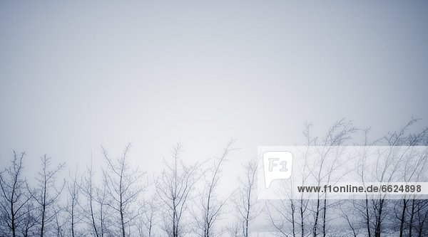 Winter Skies And Trees