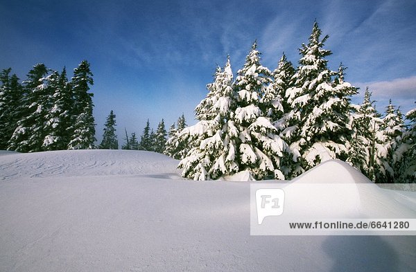 bedecken  Baum  Ereignis  Oregon  Schnee