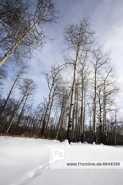 Winter, Wald