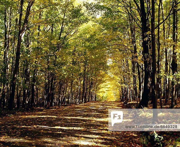 Baum  Fernverkehrsstraße  Herbst  Menschenreihe